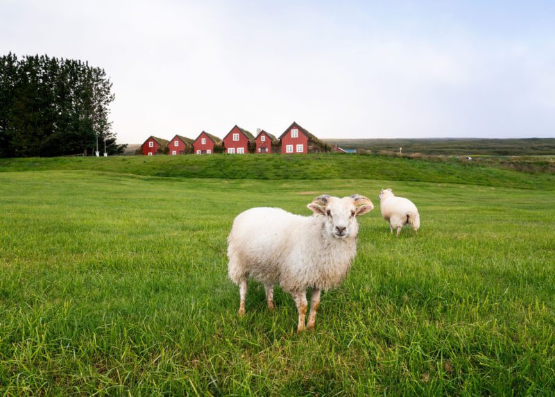 Bustarfell, sýning, safn, landbúnaður, kind, kindur, lamb, Vopnafjörður. Ljósmynd: Jessica Auer.